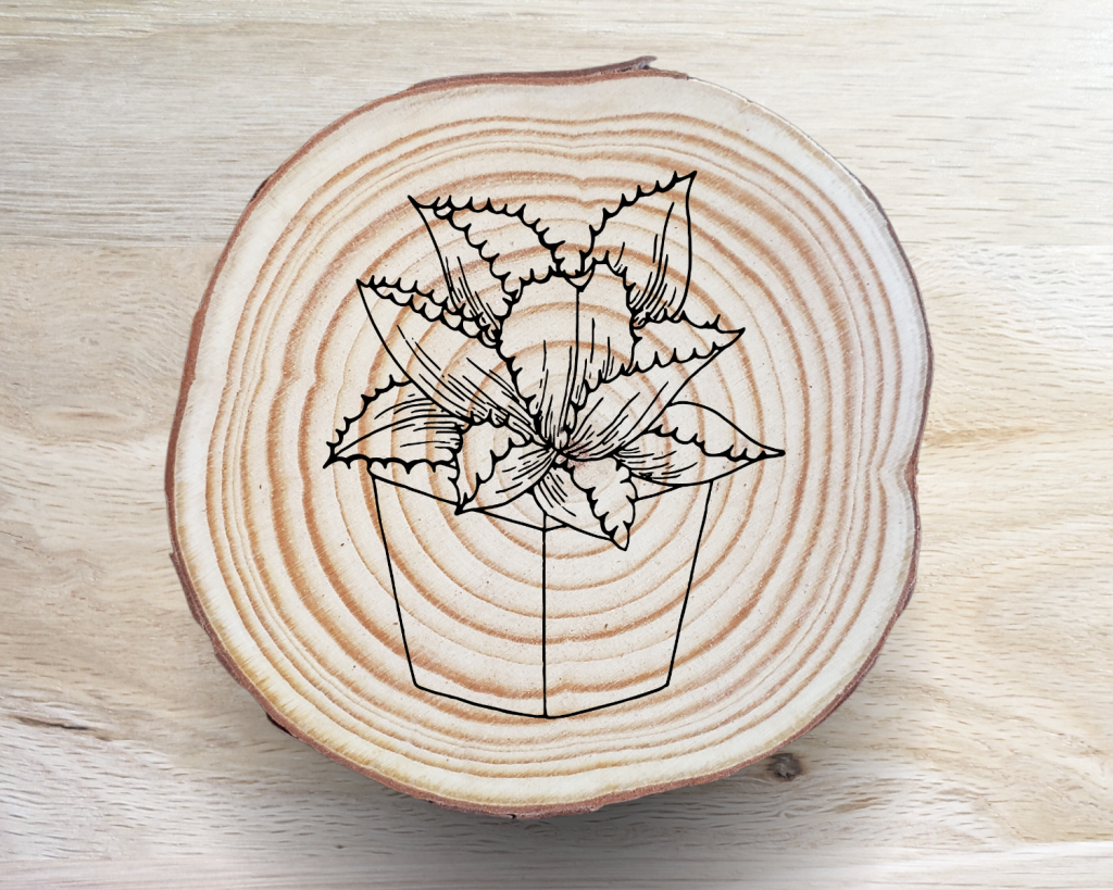 Succulent Coaster Set